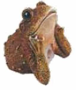 Bullfrog Pencil Sharpener